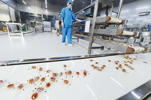 碭山梨香飄萬(wàn)里 雙十一互聯(lián)網(wǎng)熱潮下的助農(nóng)增收新畫卷